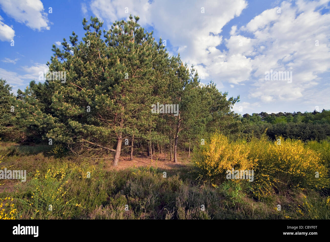 Pins dans les Landes Banque D'Images