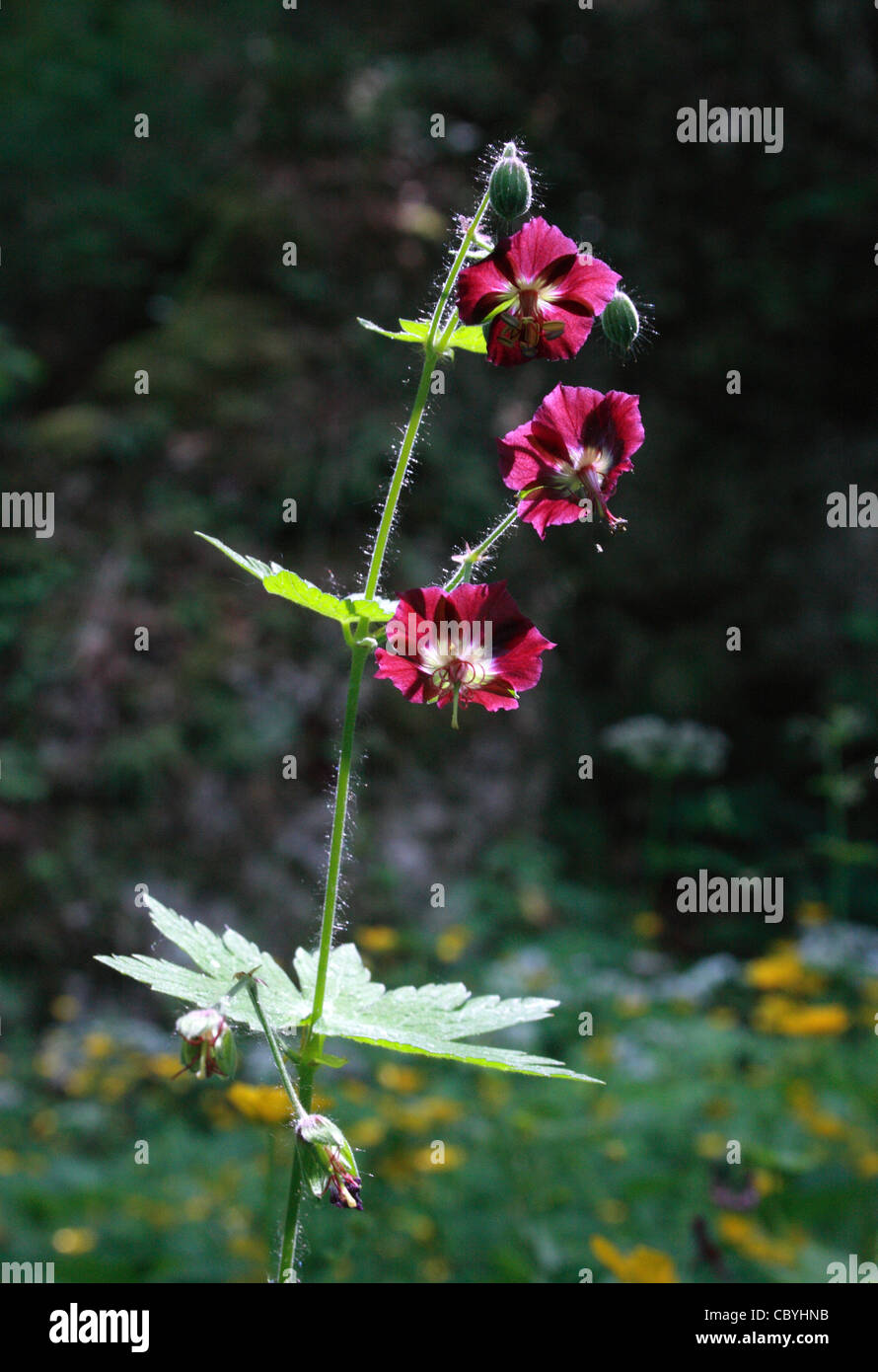 Geranium phaeum géranium sanguin sombre (deuil, veuve, veuve noire) dans Zimny Dol parc naturel près de Cracovie, Pologne Banque D'Images
