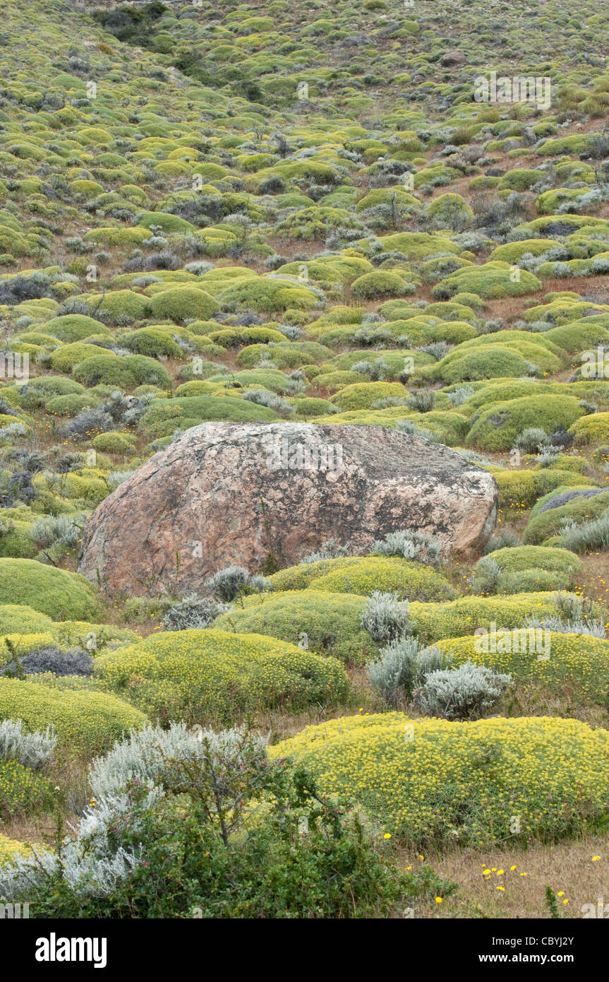 Habitat Mulinum spinosum NP Los Glaciares de la province de Santa Cruz de la route 21 Patagonie Argentine Amérique du Sud Banque D'Images