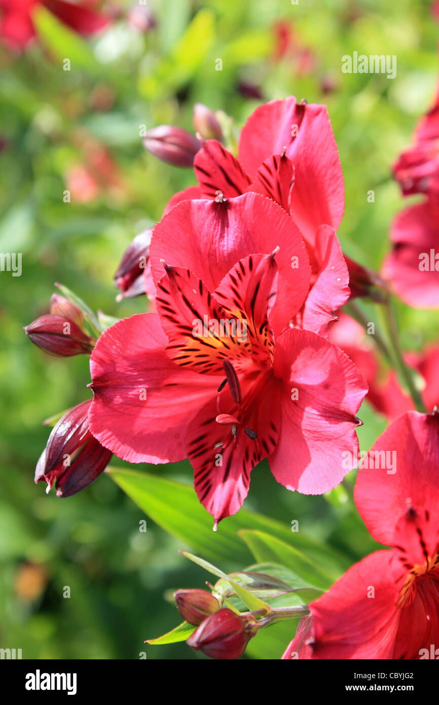 Fleurs magenta de l'Alstroemeria 'Tessa' ou Lily péruvienne. Banque D'Images