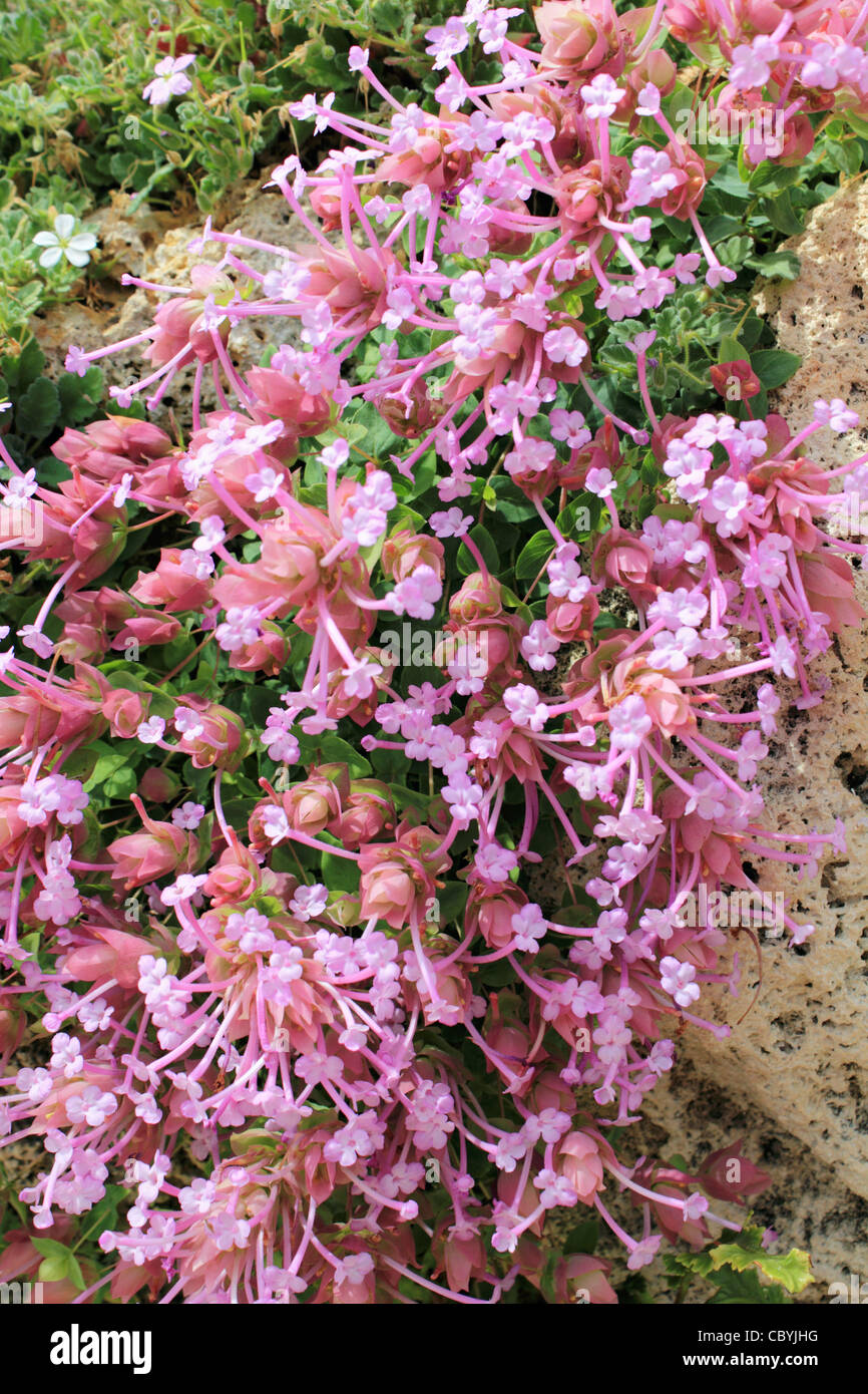 Origanum Barbara Tingey - une rocaille plante à fleurs roses et les bractées. Banque D'Images