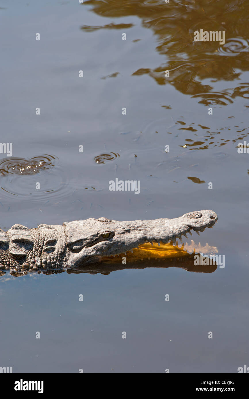 Crocodile, Crocodylus acutus, Zihuatanejo Mexique Banque D'Images