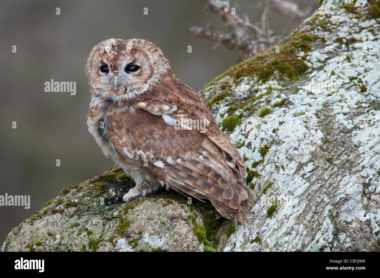 Chouette hulotte sitting on tree trunk Banque D'Images