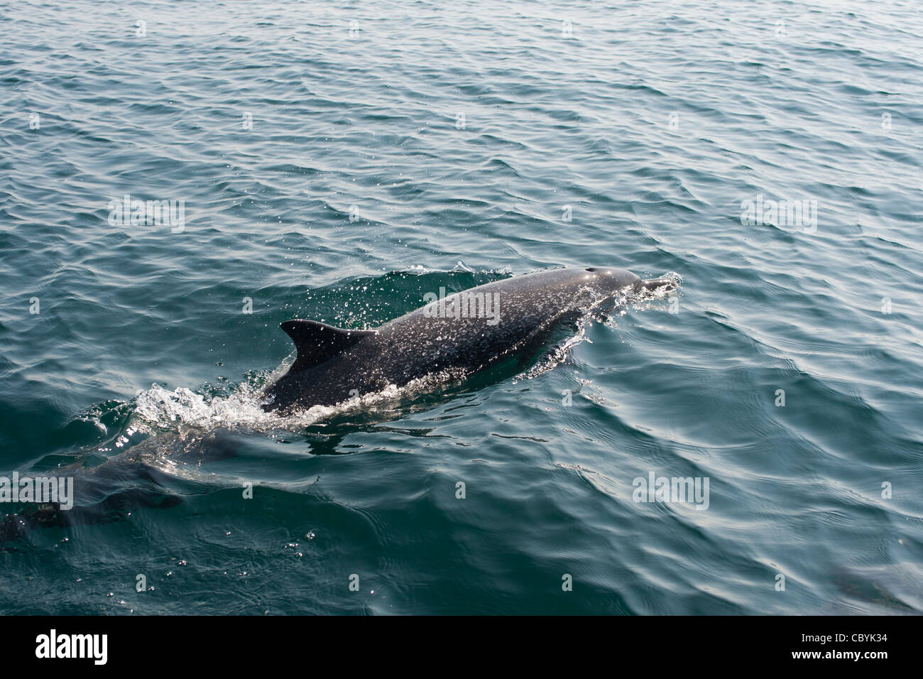 Dauphin tacheté Pantropical, Stenella attenuata, Mexique Banque D'Images