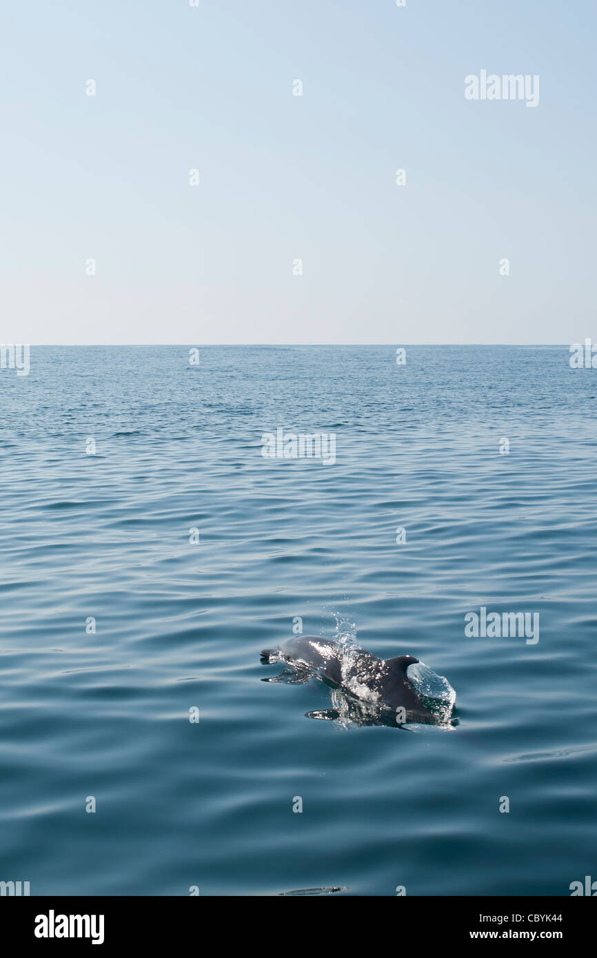 Dauphin tacheté Pantropical, Stenella attenuata, Mexique Banque D'Images