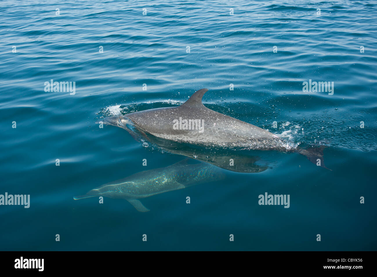 Dauphin tacheté Pantropical, Stenella attenuata, Mexique Banque D'Images