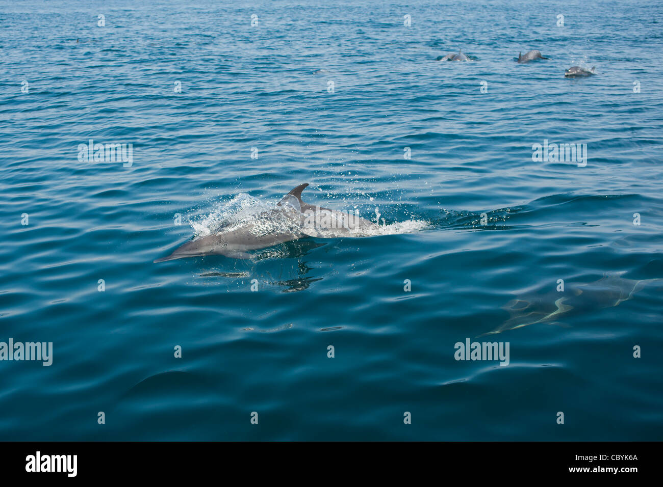 Dauphin tacheté Pantropical, Stenella attenuata, Mexique Banque D'Images