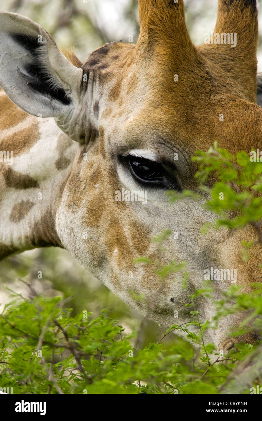Close-up of Girafe - Etosha National Park - Namibie, Afrique Banque D'Images