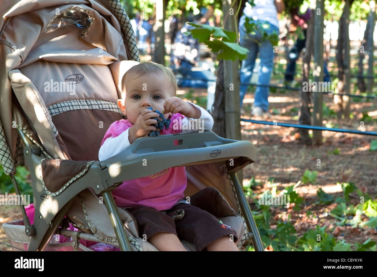 Petit enfant portant un chandail rose dans une poussette de manger le raisin entre lignes de vigne avec des gens de la récolte du raisin dans l'arrière-plan Banque D'Images