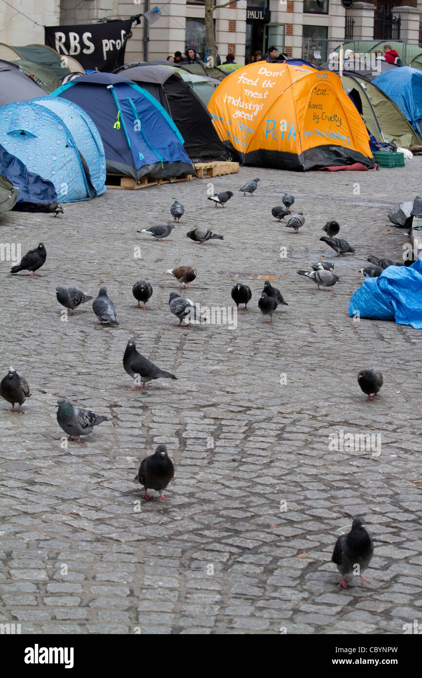 Les tentes des manifestants Occupy London sont installées devant la cathédrale Saint-Paul, Londres, Royaume-Uni, avec des pigeons rassemblés au premier plan Banque D'Images