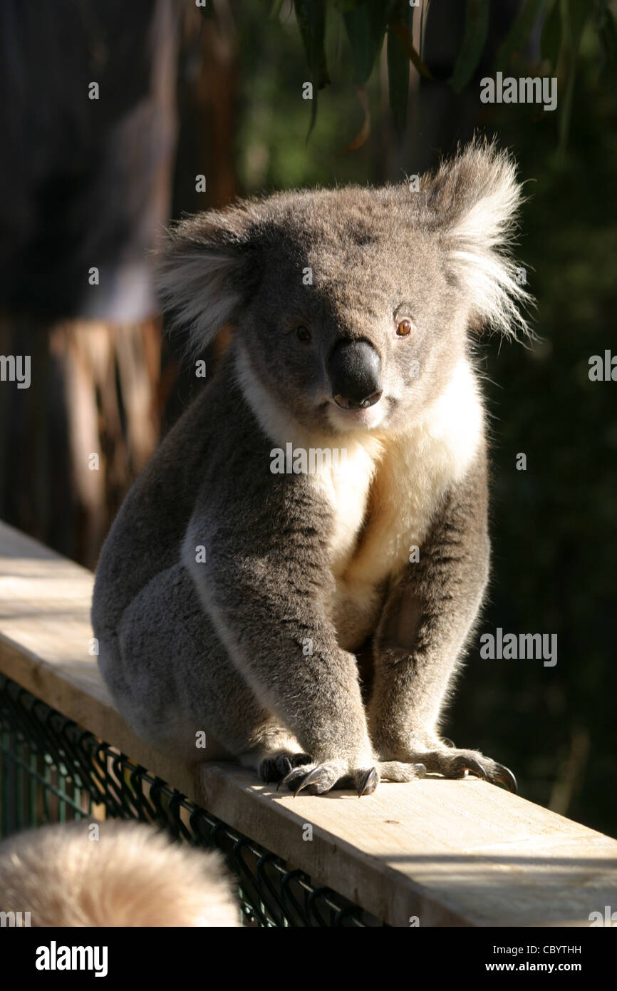 Koala en attente dans le soleil. Banque D'Images