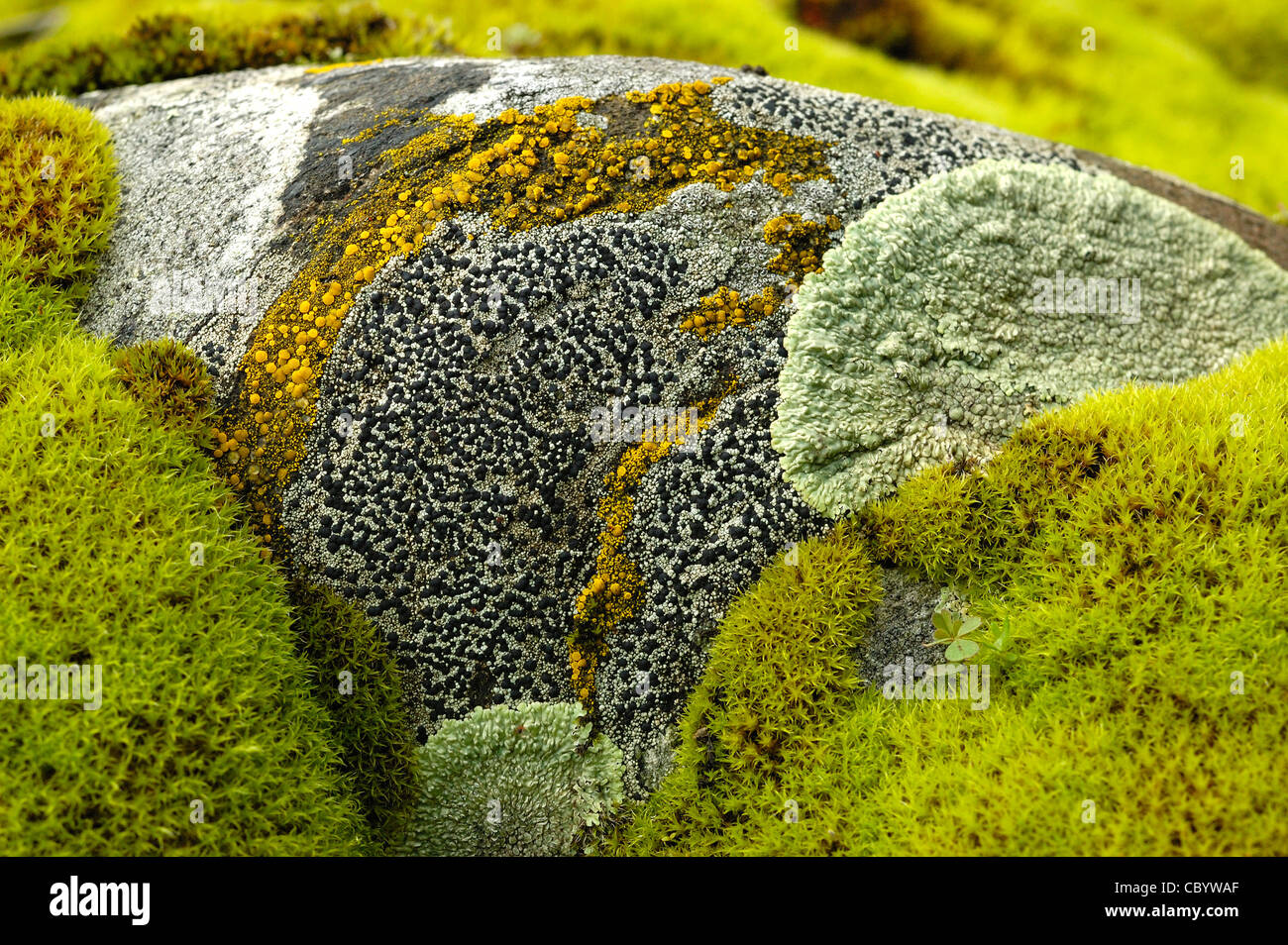 Lichens et mousses couvrant une pierre Banque D'Images
