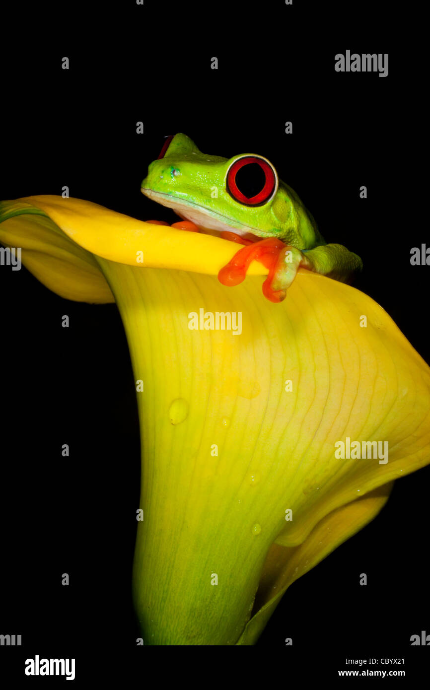 Red-Eyed Tree Frog (agalychnis callidryas) sur fleur jaune Banque D'Images