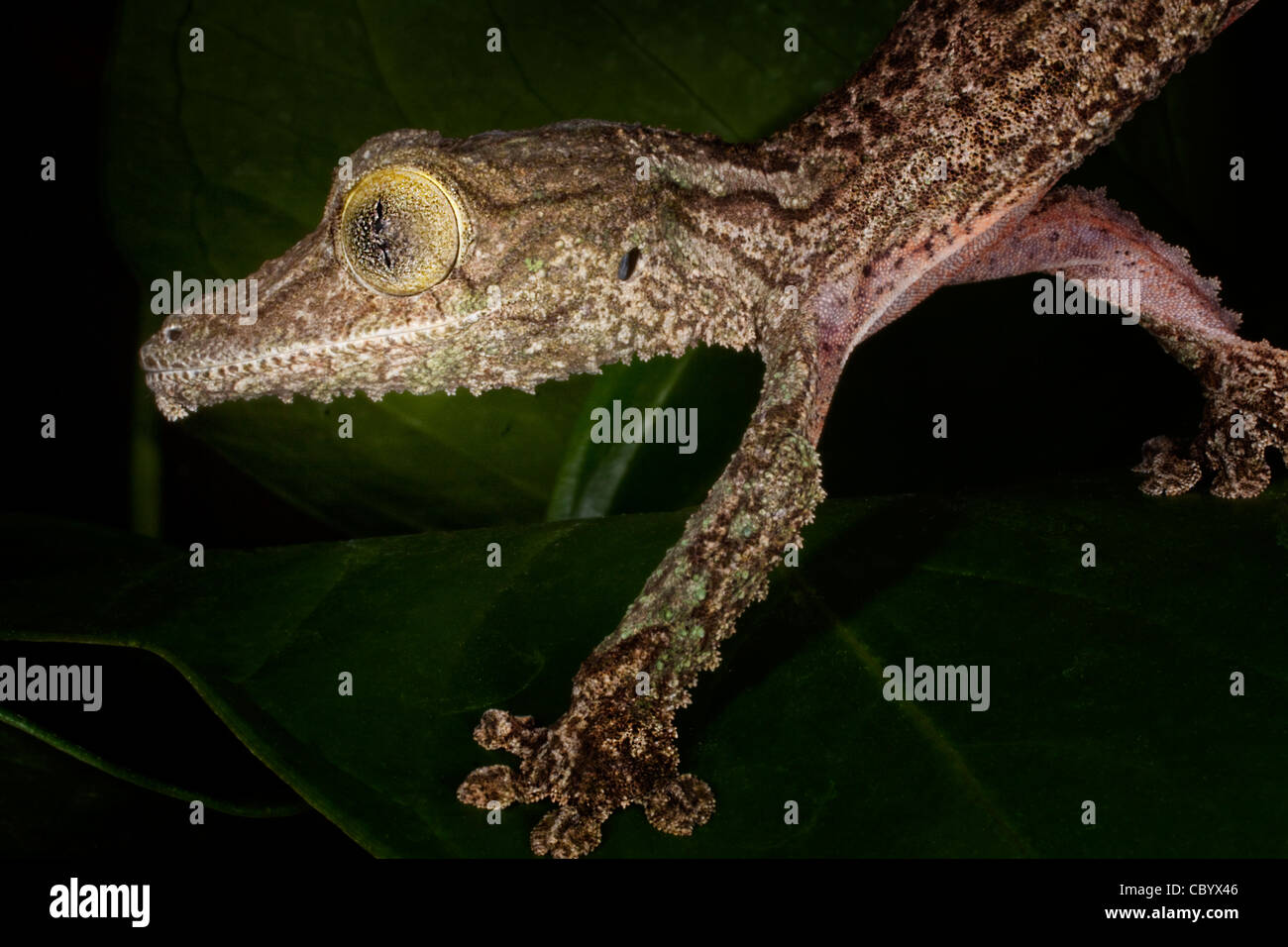 Leaf-Tailed moussus (Gecko Uroplatus sikorae) Banque D'Images