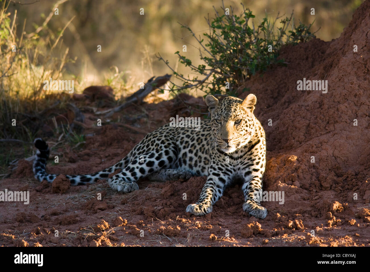 Leopard par termitière - fondation Africat - Okonjima, près de Otjiwarongo, Namibie, Afrique Banque D'Images