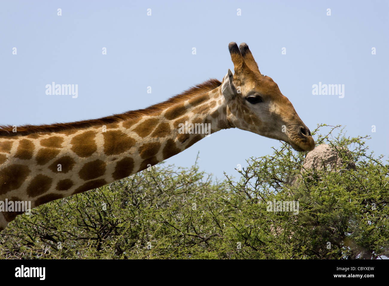 Girafe - Etosha National Park - Namibie, Afrique Banque D'Images
