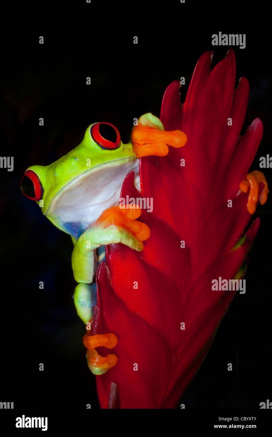 Red-Eyed Tree Frog (agalychnis callidryas) sur la feuille rouge. Banque D'Images