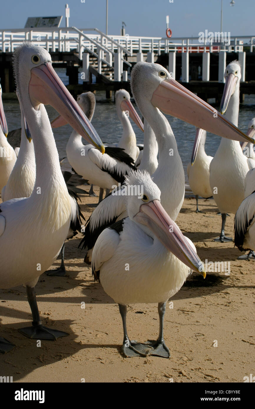 Pélicans à la plage, en attente. Banque D'Images