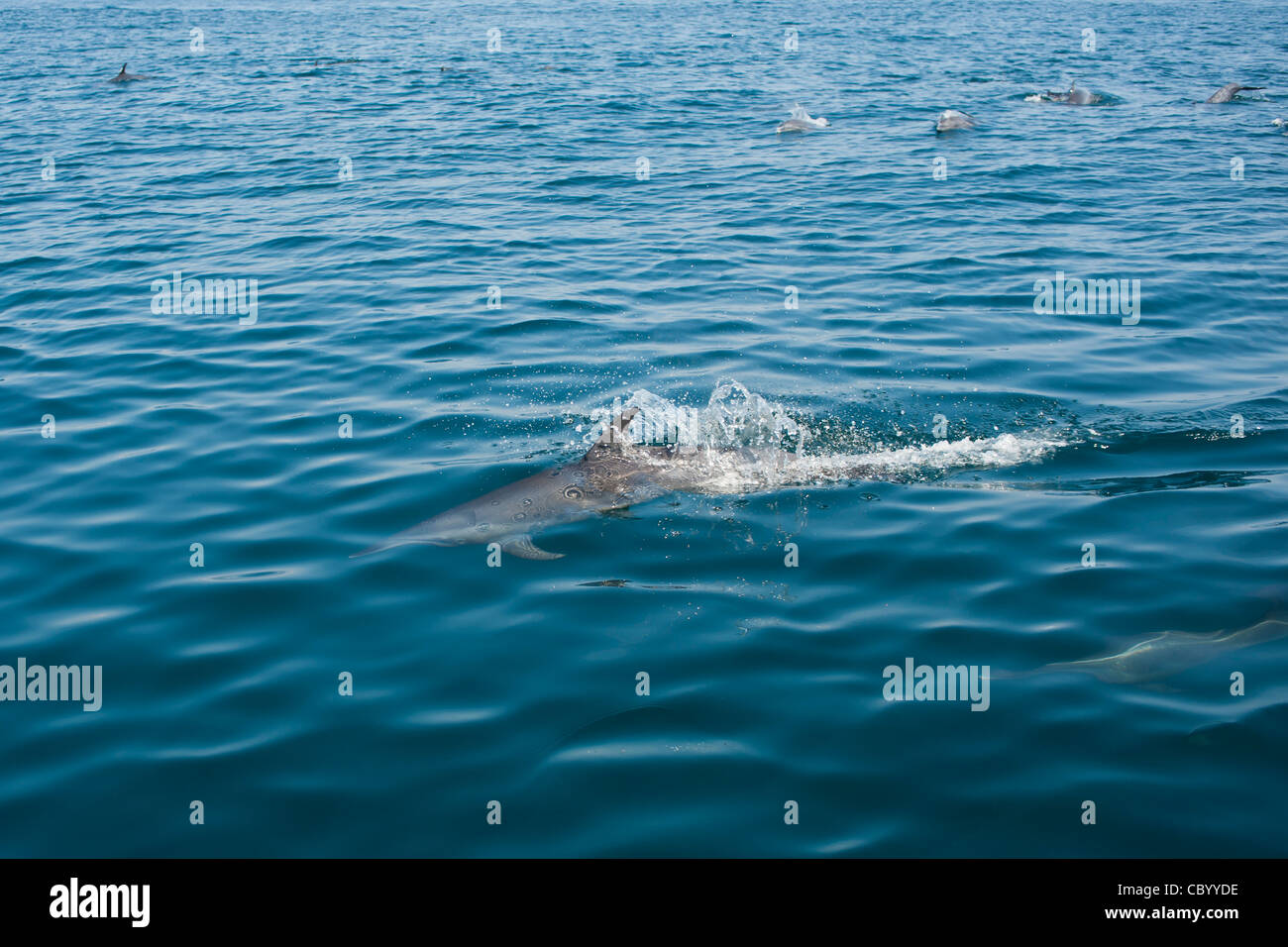 Dauphin tacheté Pantropical, Stenella attenuata, Mexique Banque D'Images