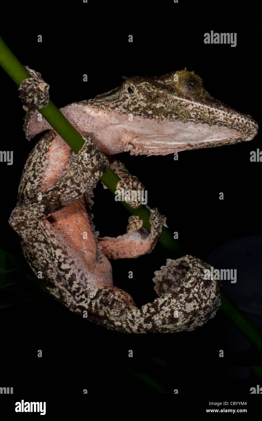 Leaf-Tailed moussus (Gecko Uroplatus sikorae) Banque D'Images