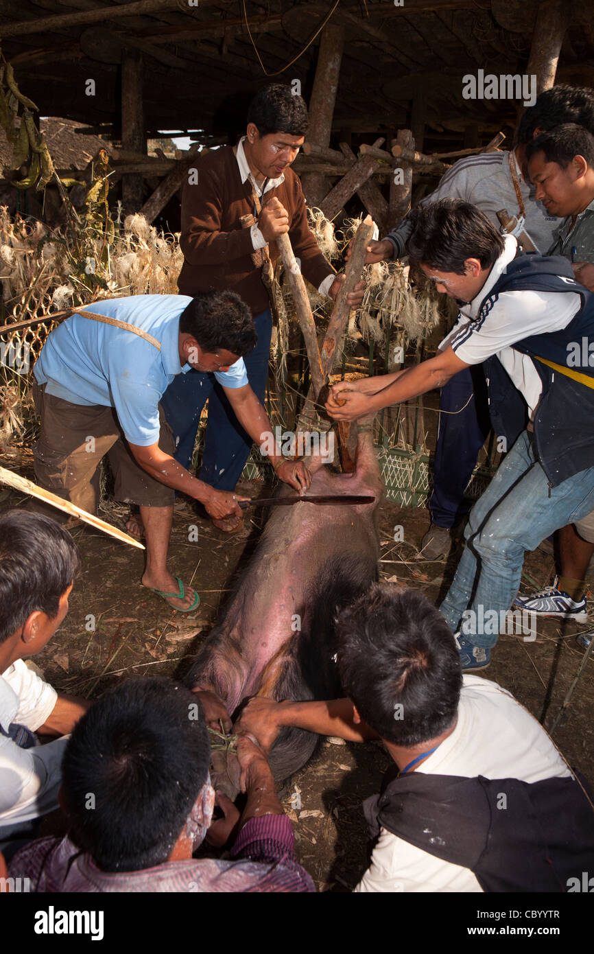 L'Inde, de l'Arunachal Pradesh, le long village, Kombo, Hurin Harvest Festival, sacrifice rituel de l'homme Cochon, peau de refendage Banque D'Images
