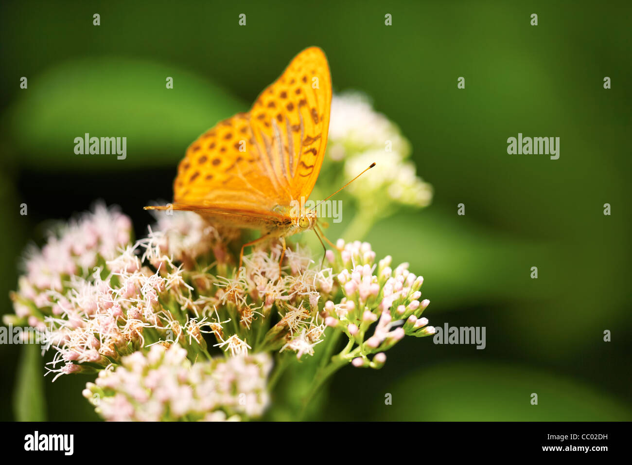 Homme d'argent à la chaux Fritillary sur les fleurs en été. Banque D'Images