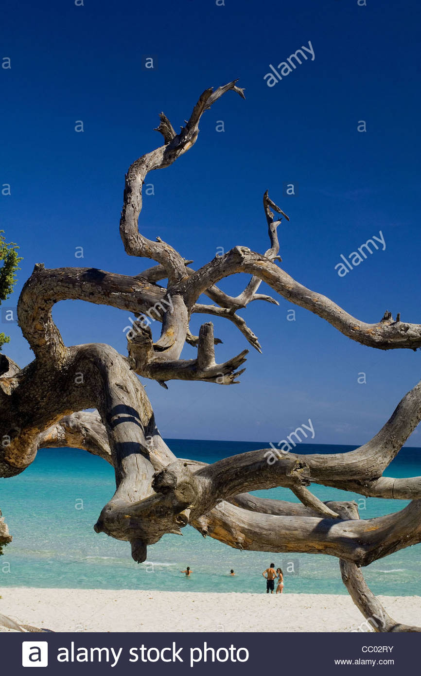 Parasol Géant Ou Pin Maritime Plage De Saleccia Désert