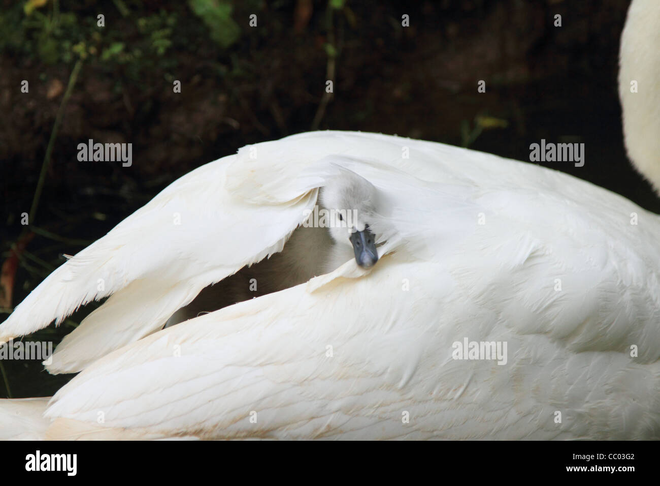 Fluffy cygnet attraper un tour sur des profils cygnes tuberculés retour Banque D'Images