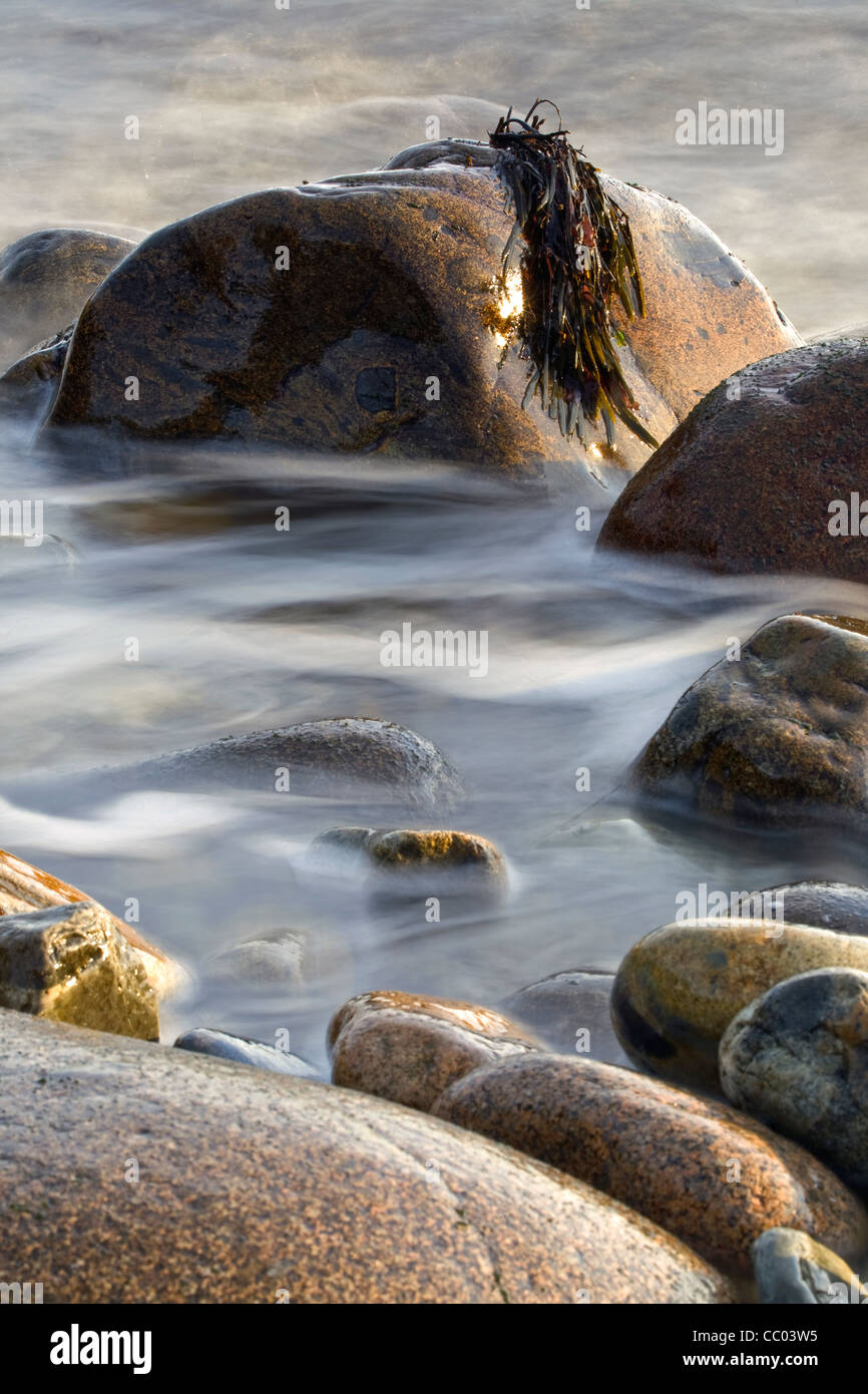 Les algues drapé sur cobble à Little Hunter's Beach dans l'Acadia National Park, Maine, USA Banque D'Images