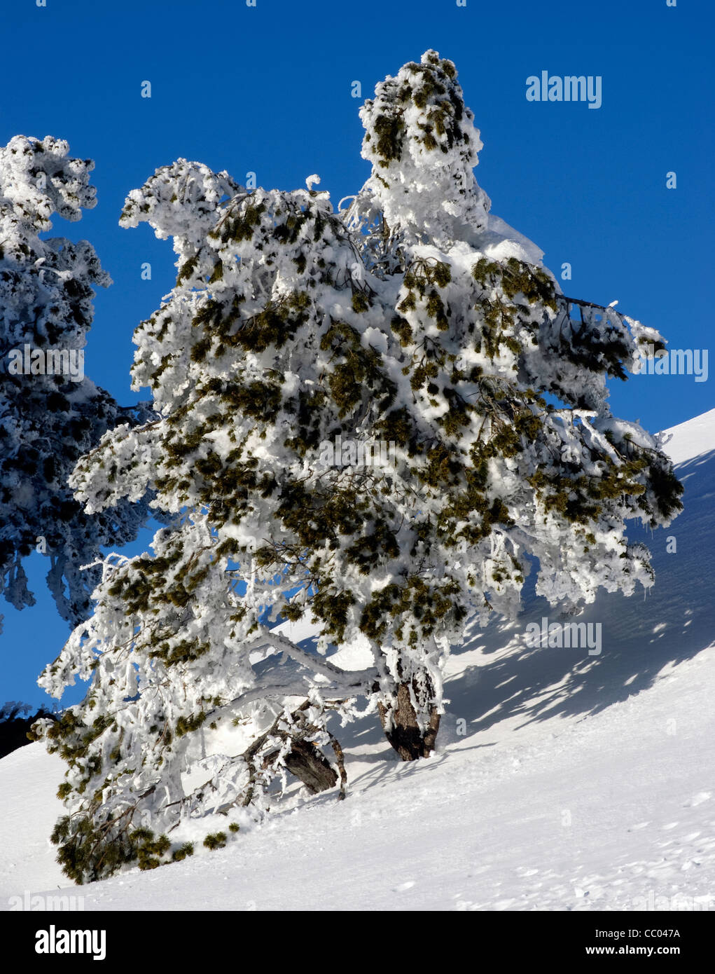 Arbre surgelé recouvert de neige, Mont Rigi, Suisse Banque D'Images