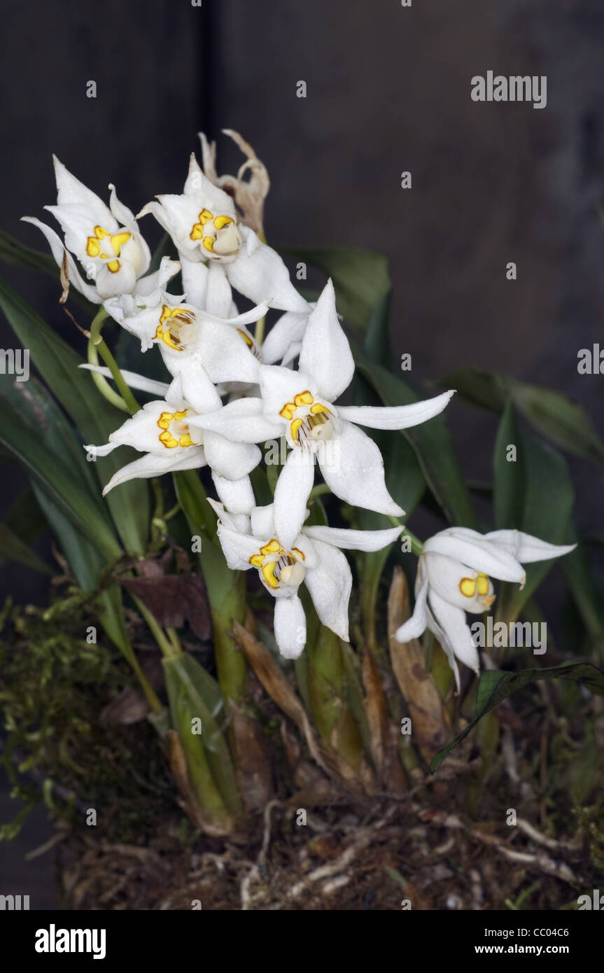 Orchidées de la forêt de montagne en haute altitude Banque D'Images