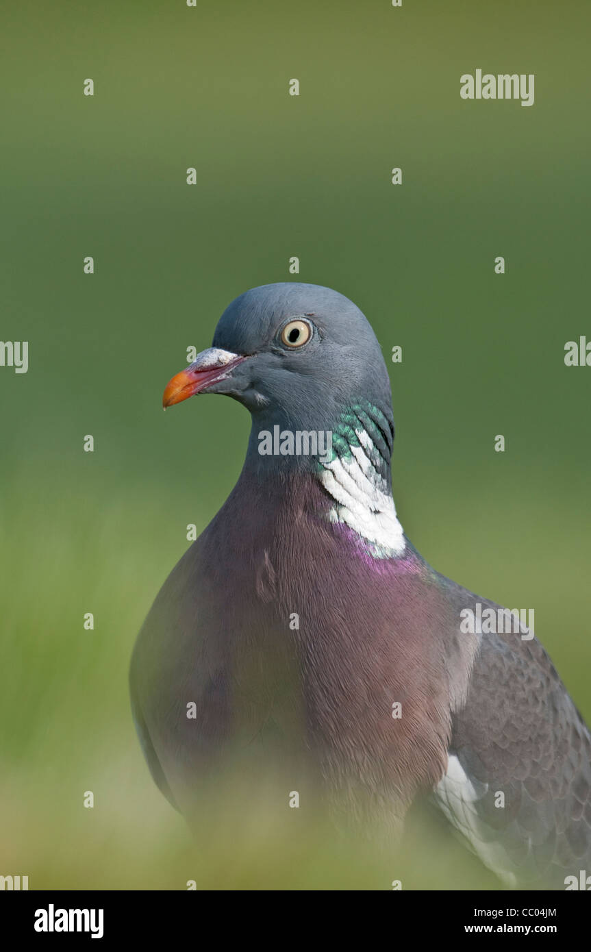 Pigeon ramier (Columba palumbus) close up Banque D'Images