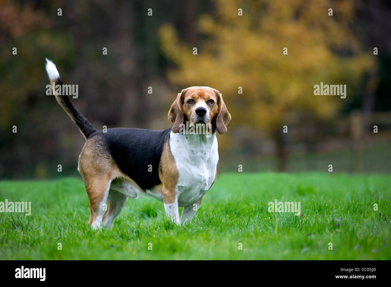 Chien Beagle tricolore dans jardin Banque D'Images