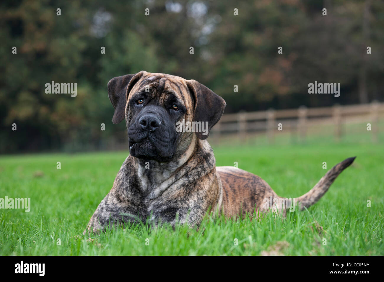 Boerboel mastiff, races de l'Afrique du Sud Banque D'Images