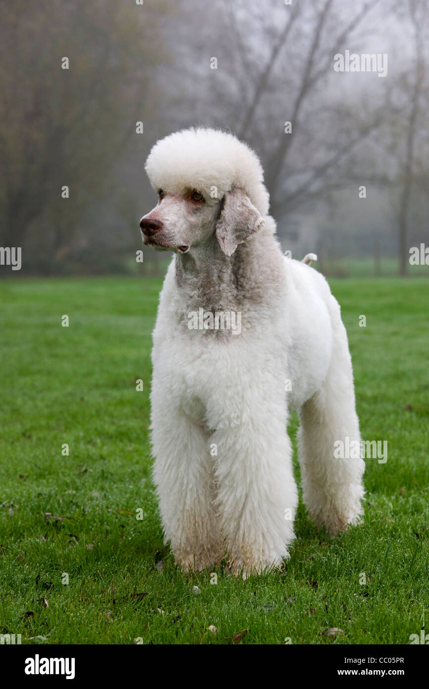 Caniche royal blanc (Canis lupus familiaris) in garden Banque D'Images