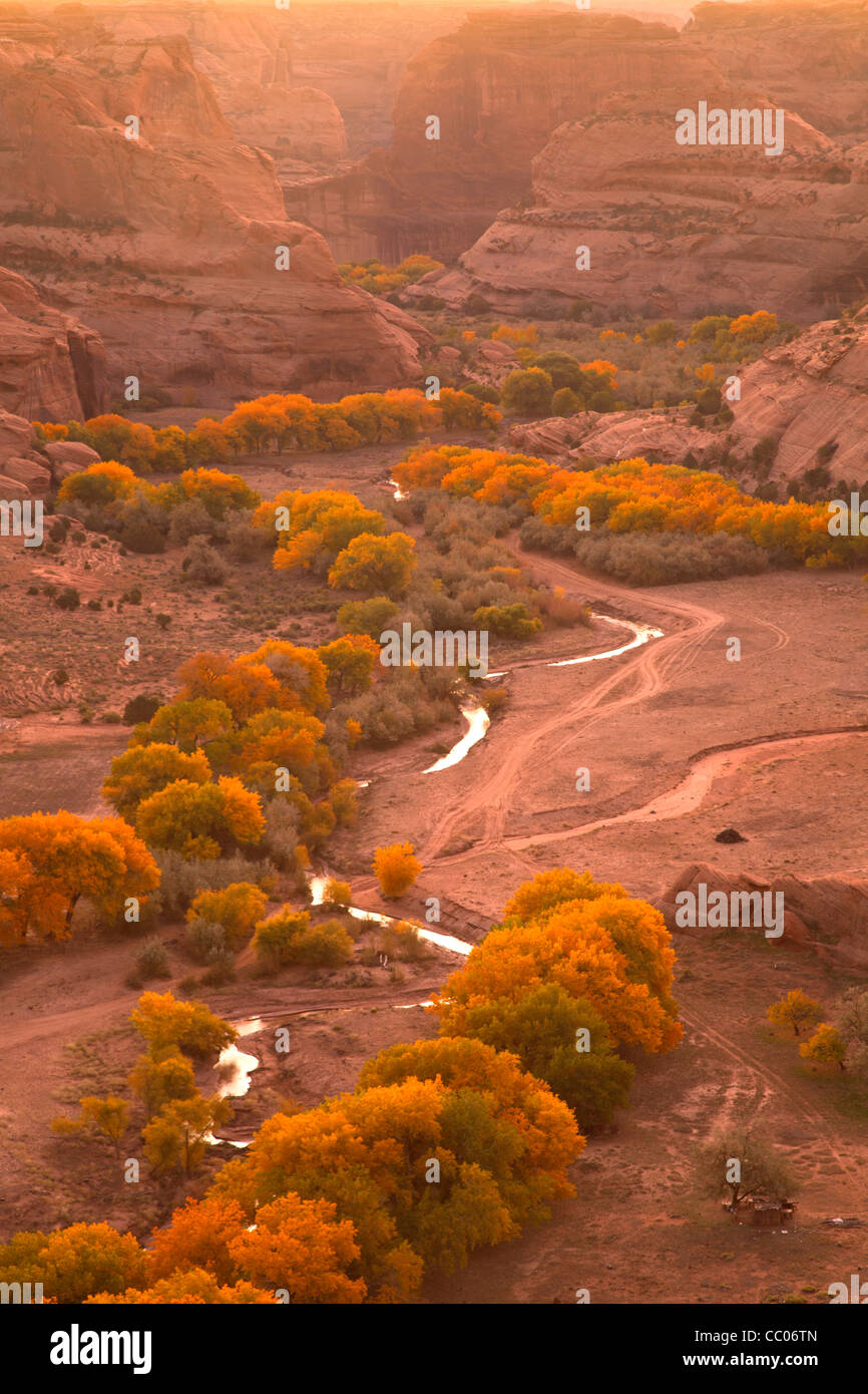 Peupliers en automne dans la région de Canyon de Chelly National Park, Arizona, United States of America Banque D'Images
