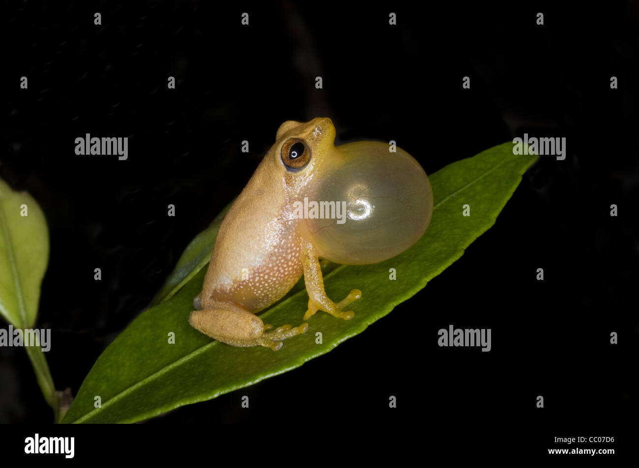 Bush variable ( akroparallagi Raorchestes grenouille) Banque D'Images