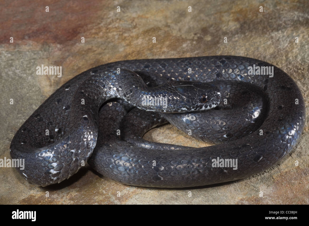 La Politique Commune de Slug Snake Stivakti Chalet (monticola) un escargot manger de serpent Nagaland Banque D'Images