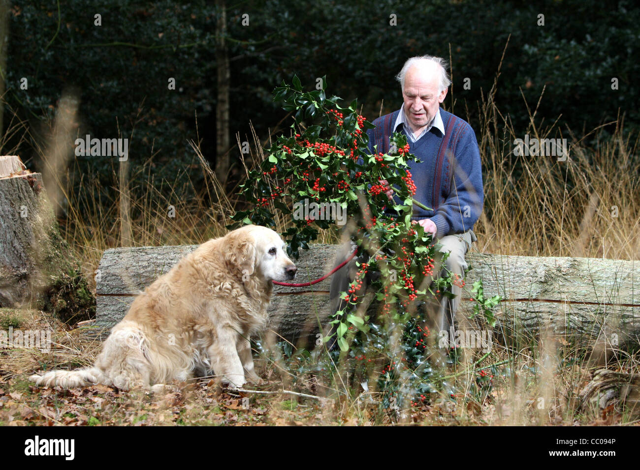 La récolte de l'homme HOLLY POUR NOËL DANS UN BOIS Banque D'Images