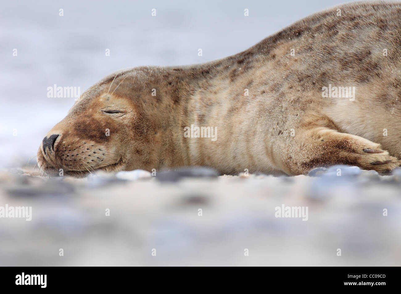 Les jeunes phoques gris couchage ; Amérique : Halichoerus grypus Banque D'Images