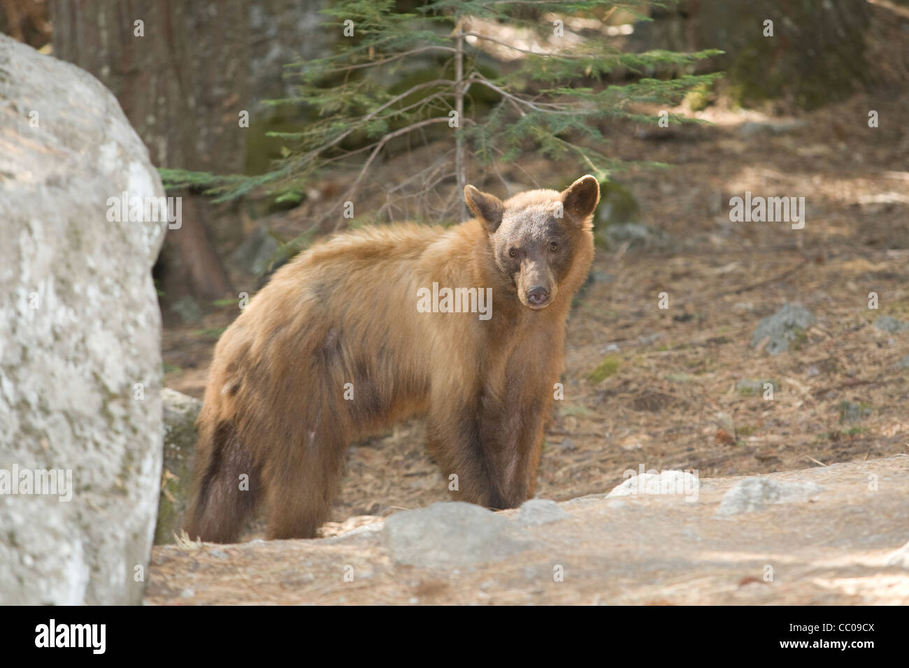 L'ours noir (Ursus americanus) à la recherche de nourriture dans le Parc National de Yosemite, en Californie. Banque D'Images