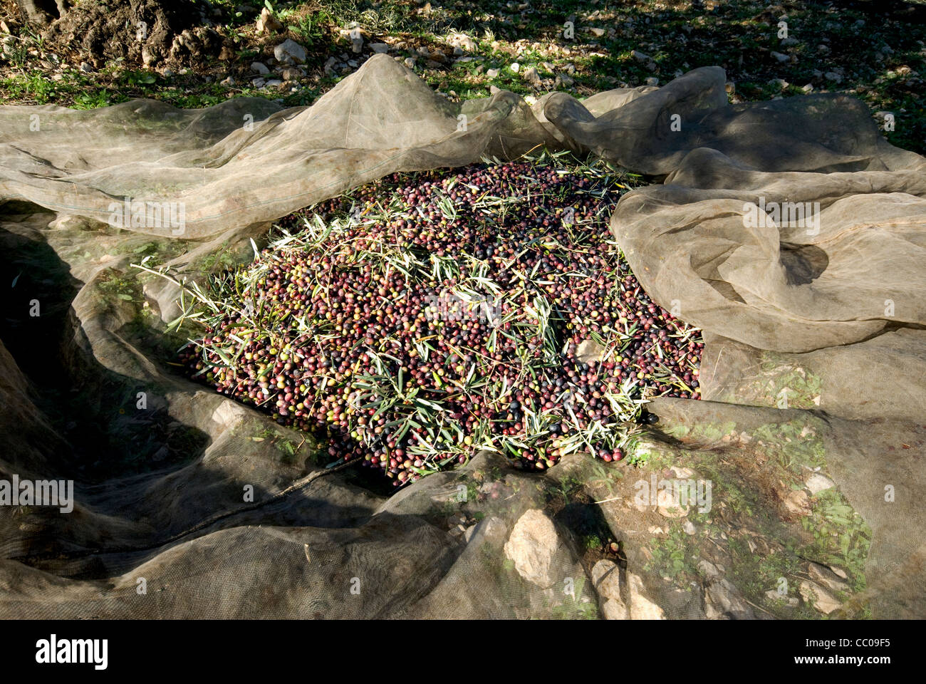 Les olives récoltées en pose sur sol net en attente d'être mis dans des sacs et prises à l'usine de pressage Banque D'Images