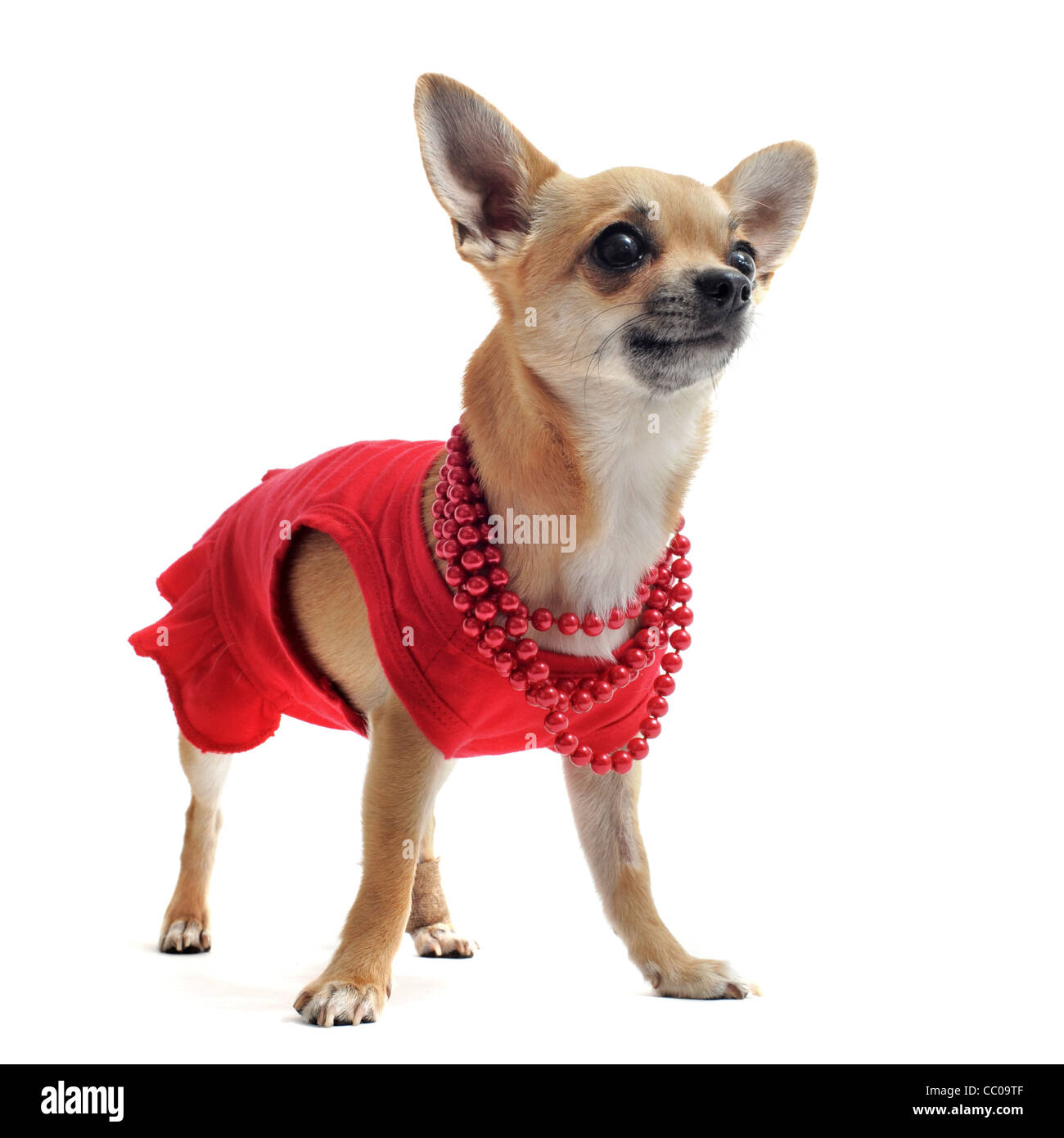 Chihuahua clothes Banque d images detourees Alamy