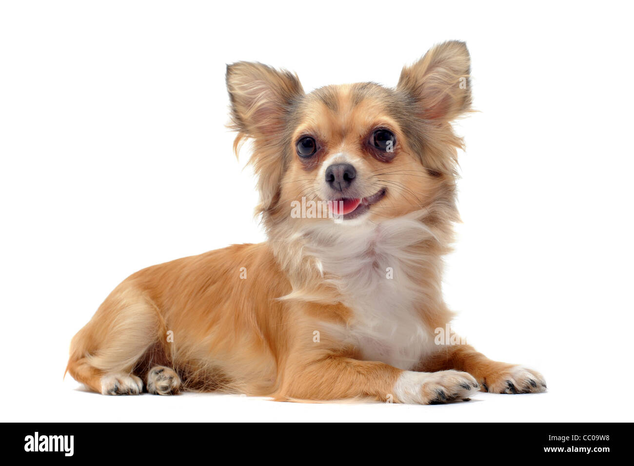 Portrait of a cute chihuahua pure race, in front of white background Banque D'Images