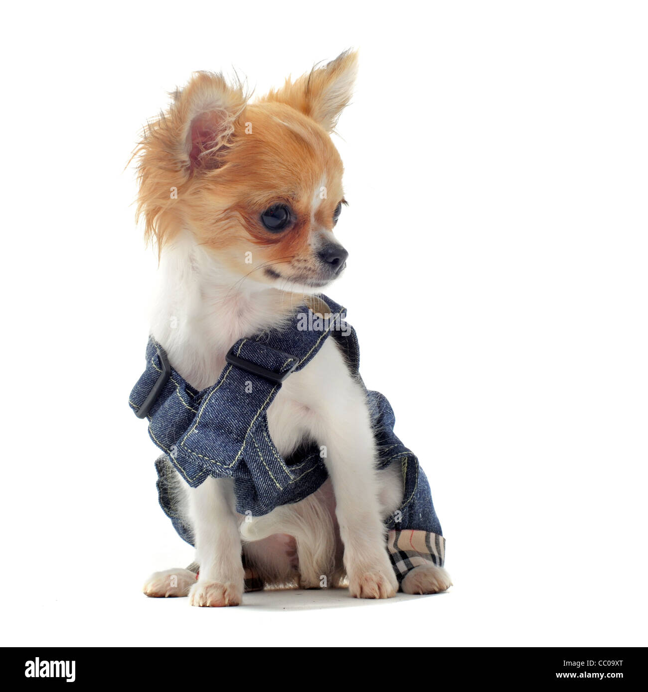Chiot chihuahua dressed in front of white background Banque D'Images