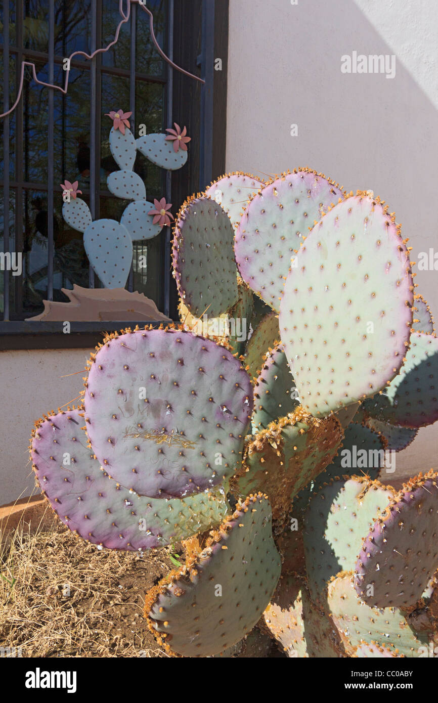 Cactus avec teinte pourpre dans l'Arizona. Banque D'Images