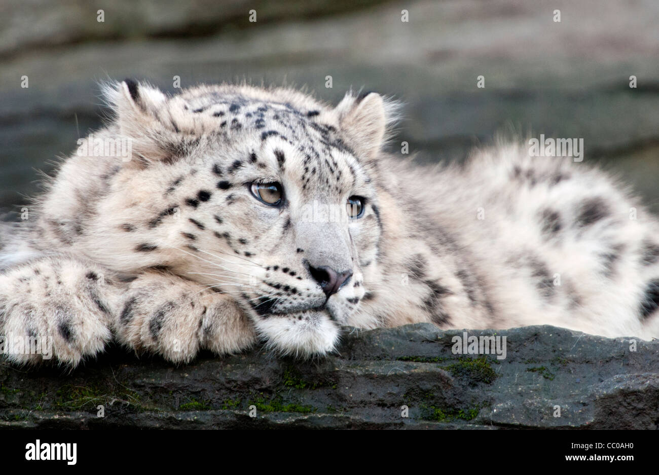 Snow Leopard cub Banque D'Images