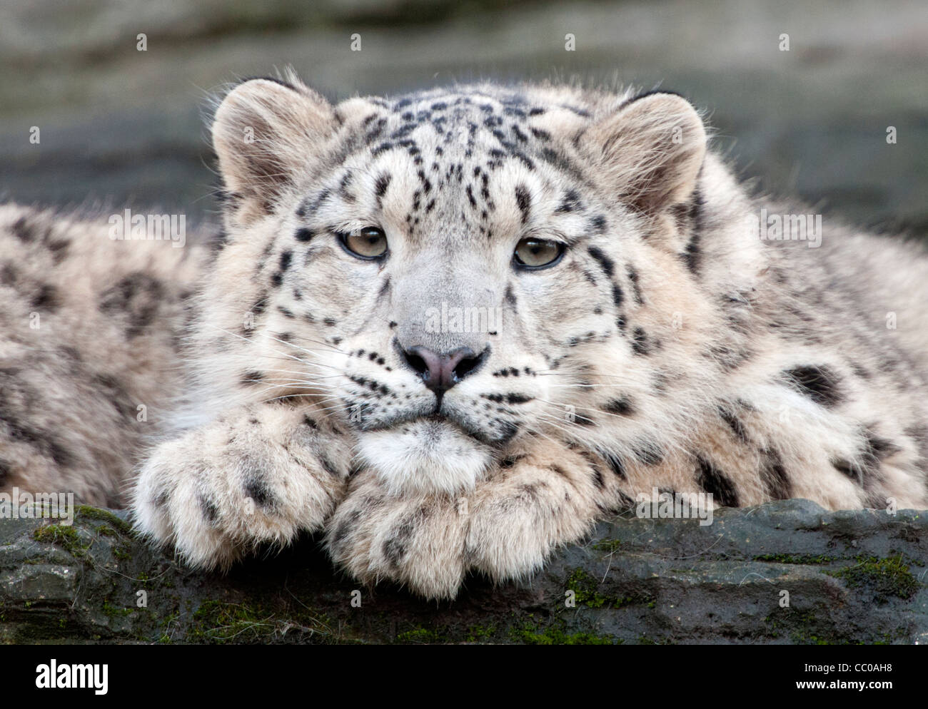 Snow Leopard cub Banque D'Images