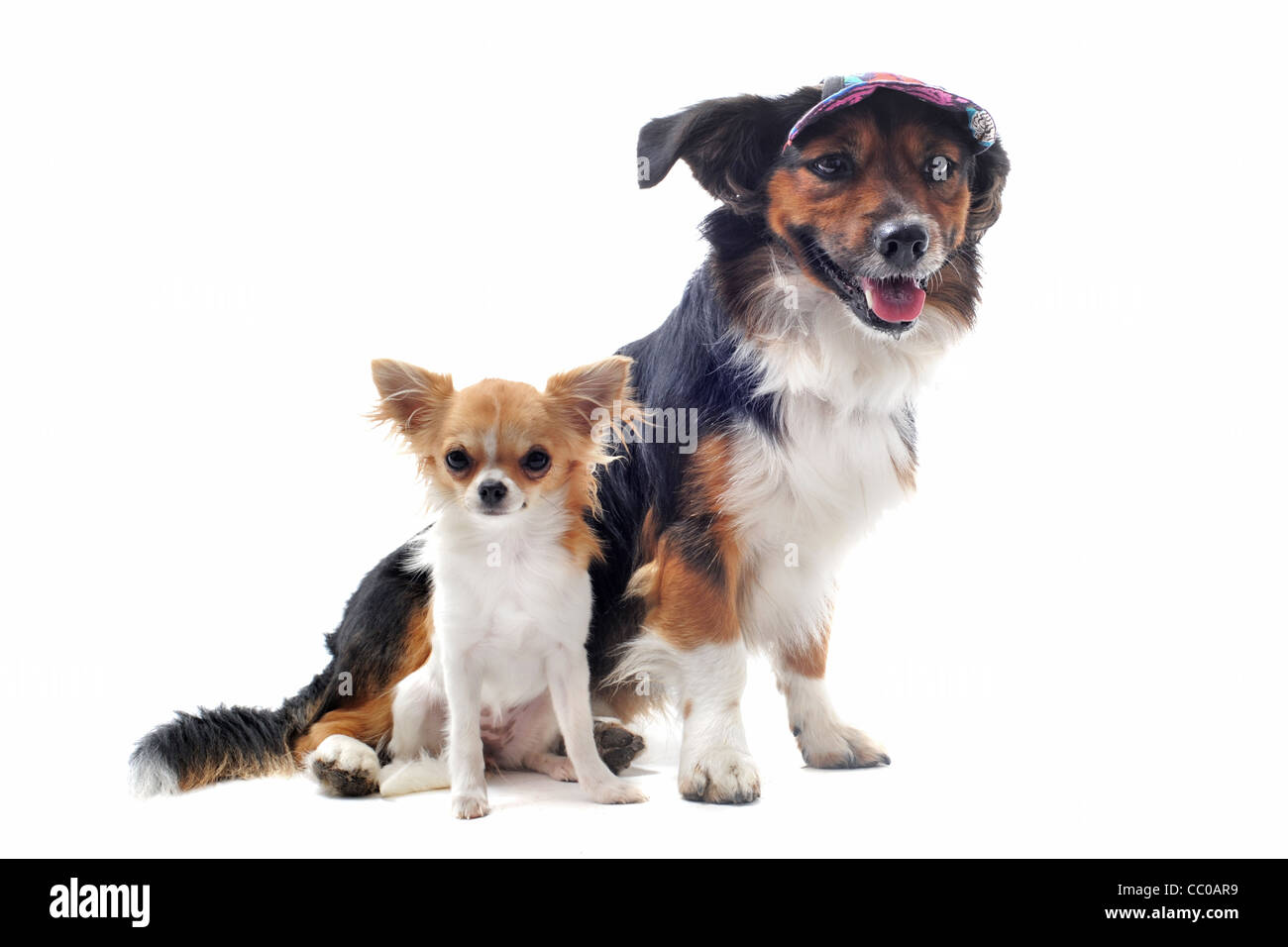 Portrait of a cute chiot de race chihuahua et Welsh Corgi Pembroke in front of white background Banque D'Images