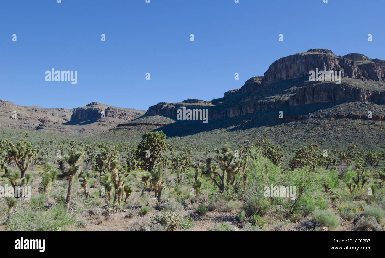 Arbres Yucca high desert West Grand Canyon Arizona Banque D'Images